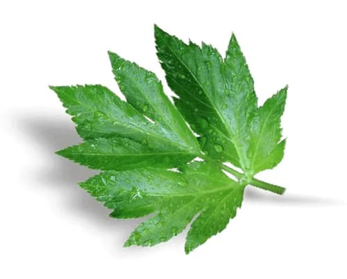 Soin botanique régénérant , huile visage anti-âge bio,  Getto et Ashitaba - image 4