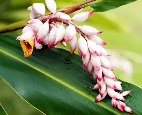 Soin botanique régénérant , huile visage anti-âge bio,  Getto et Ashitaba - image 5
